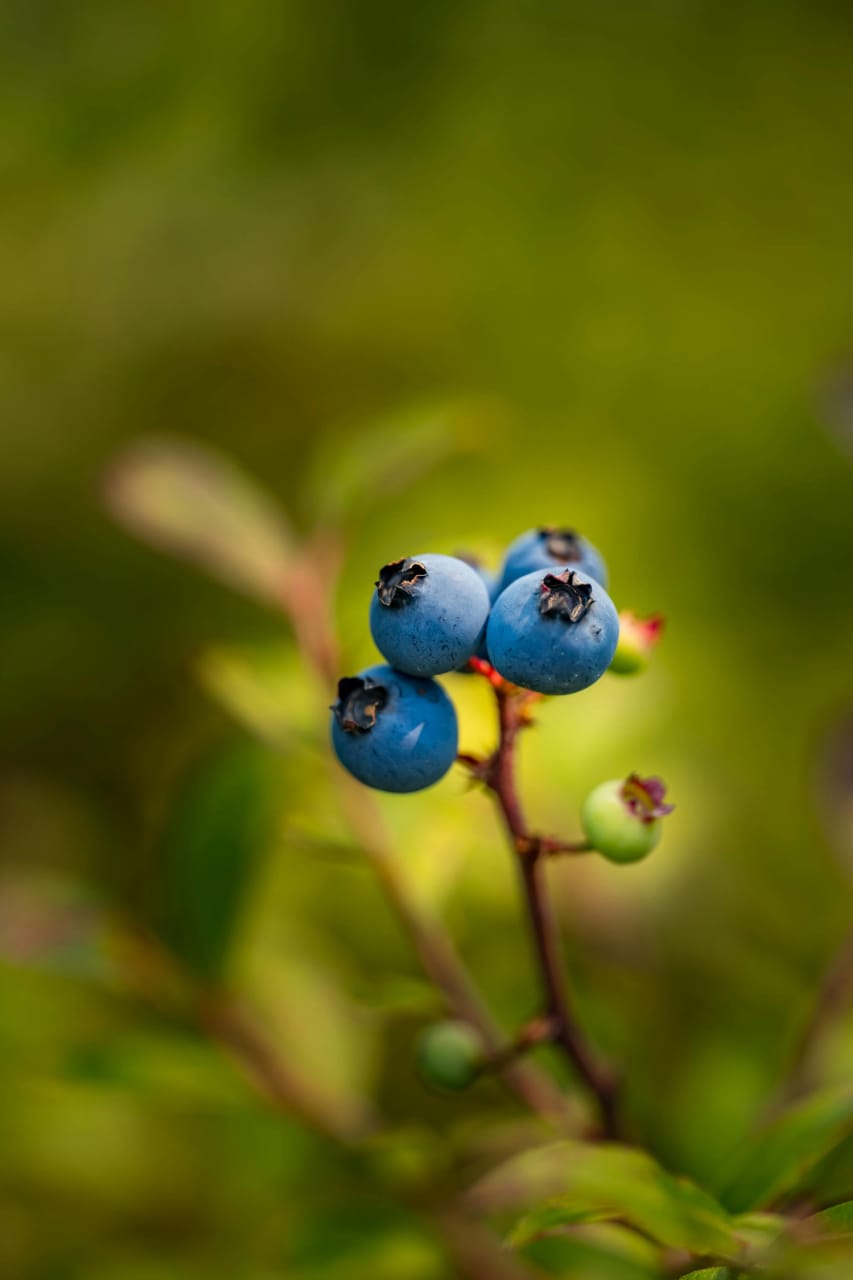 Fresh vibrant blueberries